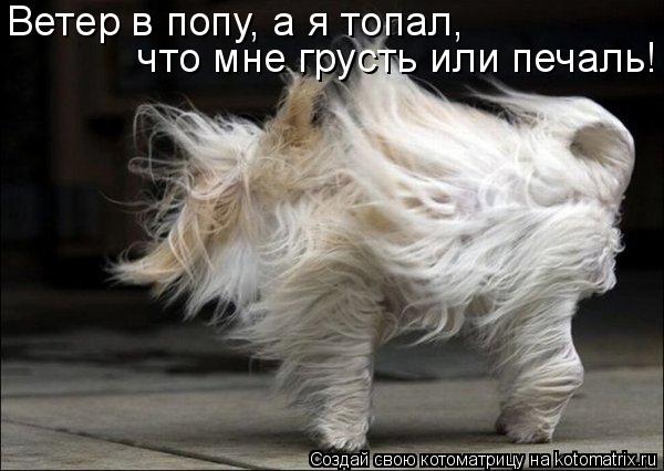 Ветер в попу, а я топал, что мне грусть или печаль!... Котоматрица: Ветер в попу, а я топал, что мне грусть или печаль!