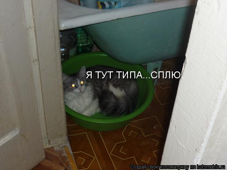Я ТУТ ТИПА...СПЛЮ... Котоматрица: Я ТУТ ТИПА...СПЛЮ