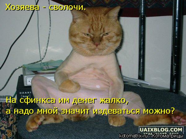 Хозяева - сволочи. На сфинкса им денег жалко, а надо мной значит издеваться можно?... Котоматрица: Хозяева - сволочи. На сфинкса им денег жалко, а надо мной значит издеваться можно?