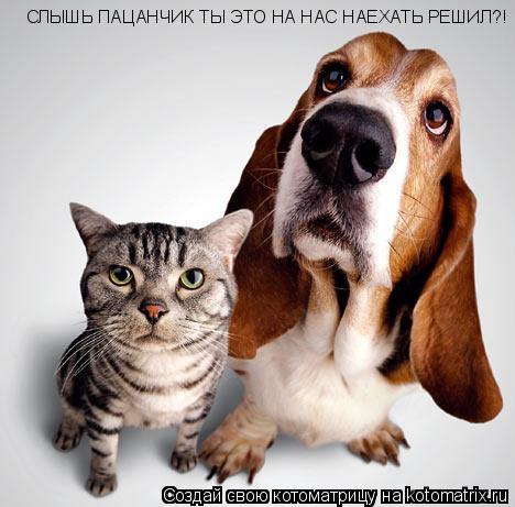 СЛЫШЬ ПАЦАНЧИК ТЫ ЭТО НА НАС НАЕХАТЬ РЕШИЛ?! СЛЫШЬ ПАЦАНЧИК ТЫ ЭТО НА НАС НАЕХАТЬ РЕШИЛ?! СЛЫШЬ ПАЦАН... Котоматрица: СЛЫШЬ ПАЦАНЧИК ТЫ ЭТО НА НАС НАЕХАТЬ РЕШИЛ?! СЛЫШЬ ПАЦАНЧИК ТЫ ЭТО НА НАС НАЕХАТЬ РЕШИЛ?! СЛЫШЬ ПАЦАНЧИК ТЫ ЭТО НА НАС НАЕХАТЬ РЕШИЛ?!