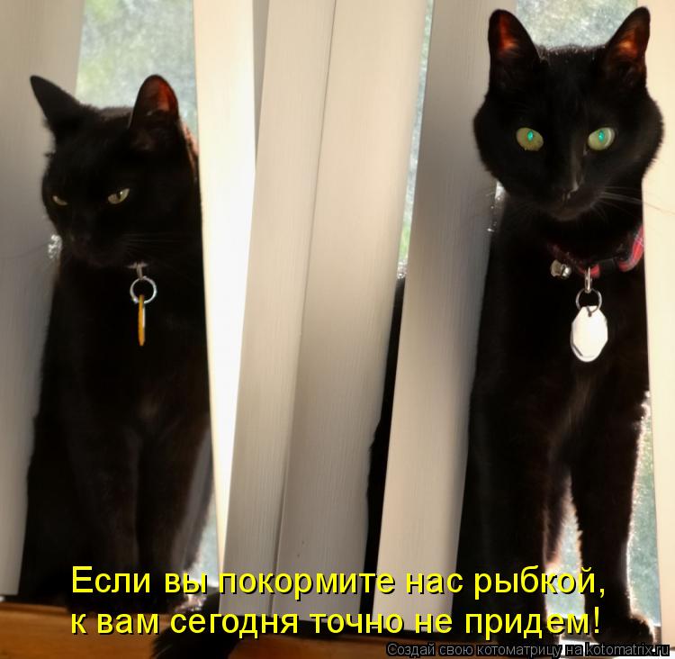 Если вы покормите нас рыбкой, к вам сегодня точно не придем!... Котоматрица: Если вы покормите нас рыбкой, к вам сегодня точно не придем!