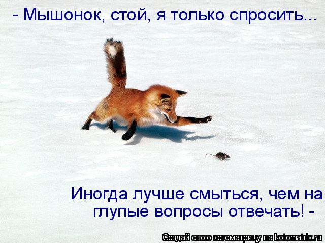 - Мышонок, стой, я только спросить... Иногда лучше смыться, чем на глупые вопросы отвечать! -... Котоматрица: - Мышонок, стой, я только спросить... Иногда лучше смыться, чем на глупые вопросы отвечать! -