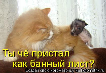 Ты чё пристал как банный лист?... Котоматрица: Ты чё пристал как банный лист?