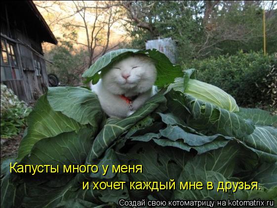 Капусты много у меня и хочет каждый мне в друзья.... Котоматрица: Капусты много у меня и хочет каждый мне в друзья.