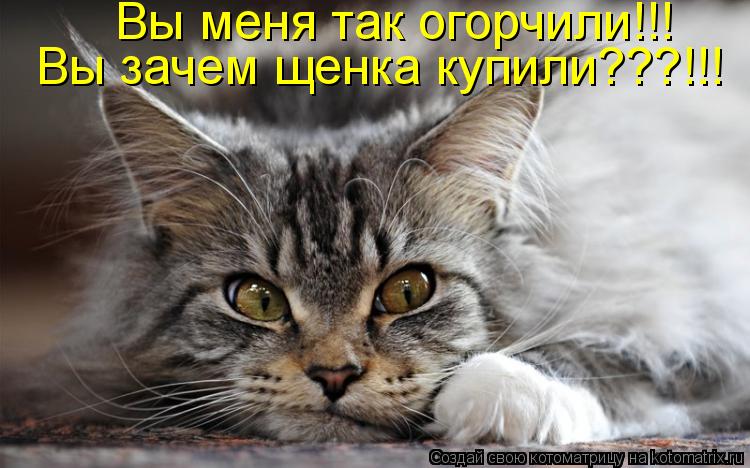 Вы меня так огорчили!!! Вы зачем щенка купили???!!!... Котоматрица: Вы меня так огорчили!!! Вы зачем щенка купили???!!!
