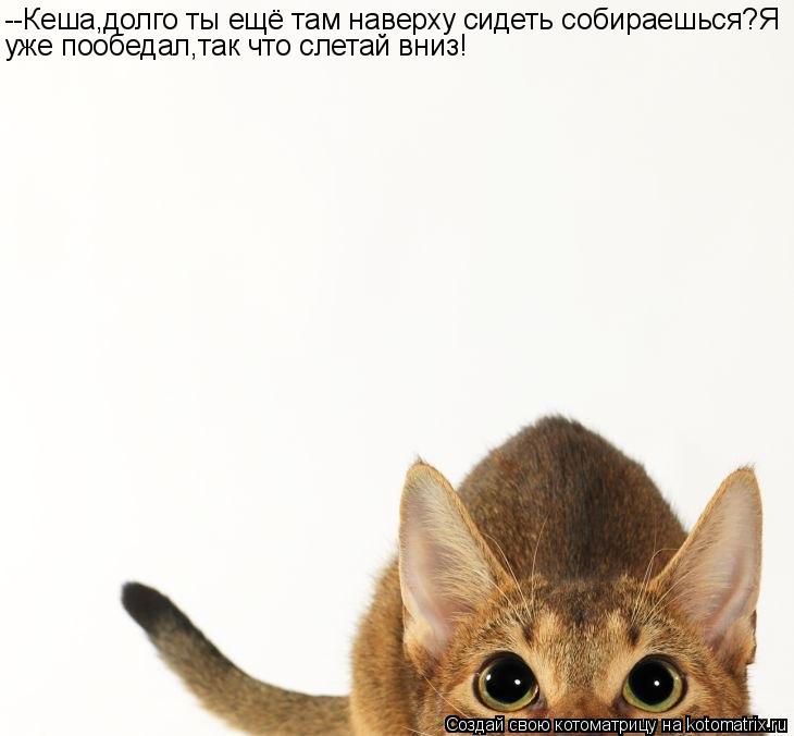 --Кеша,долго ты ещё там наверху сидеть собираешься?Я уже пообедал,так что слетай вниз!... Котоматрица: --Кеша,долго ты ещё там наверху сидеть собираешься?Я уже пообедал,так что слетай вниз!