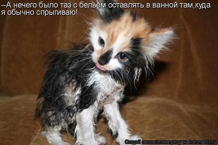 --А нечего было таз с бельём оставлять в ванной там,куда я обычно спрыгиваю!... Котоматрица: --А нечего было таз с бельём оставлять в ванной там,куда я обычно спрыгиваю!