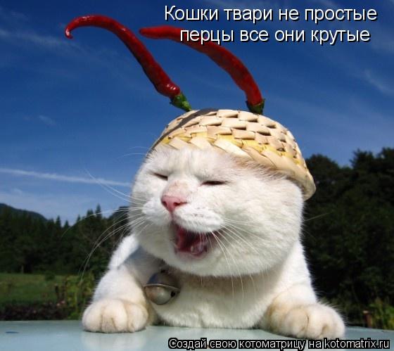 Котоматрица: Кошки твари не простые перцы все они крутые