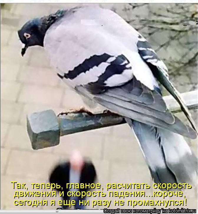 движения и скорость падения...короче, сегодня я еще ни разу не промахнулся! Так, теперь, главное, ра... Котоматрица: движения и скорость падения...короче, сегодня я еще ни разу не промахнулся! Так, теперь, главное, расчитать скорость