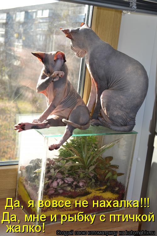 жалко! Да, мне и рыбку с птичкой Да, я вовсе не нахалка!!!... Котоматрица: жалко! Да, мне и рыбку с птичкой Да, я вовсе не нахалка!!!