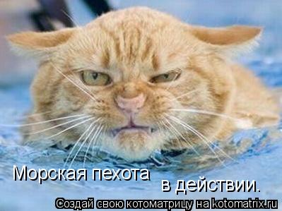 Морская пехота в действии.... Котоматрица: Морская пехота в действии.