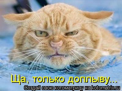 Ща, только доплыву...... Котоматрица: Ща, только доплыву...