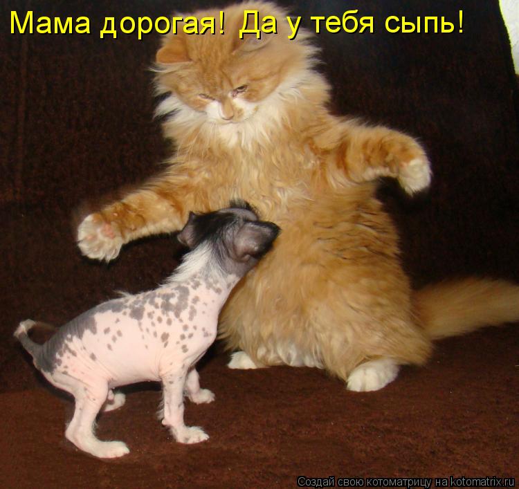 Котоматрица: Мама дорогая! Да у тебя сыпь!
