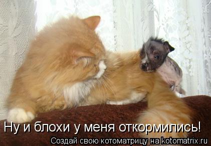 Котоматрица: Ну и блохи у меня откормились!