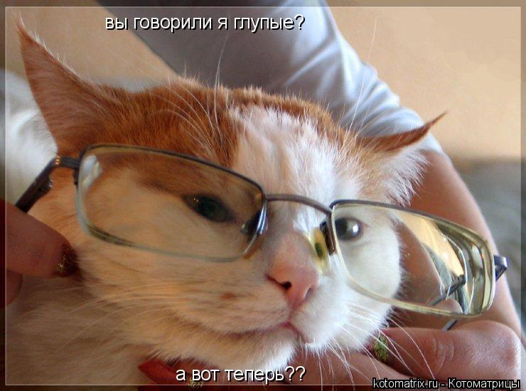 Котоматрица: вы говорили я глупые? а вот теперь??