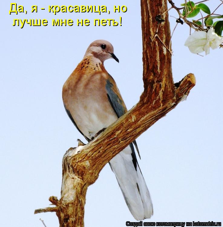 Котоматрица: Да, я - красавица, но  лучше мне не петь!