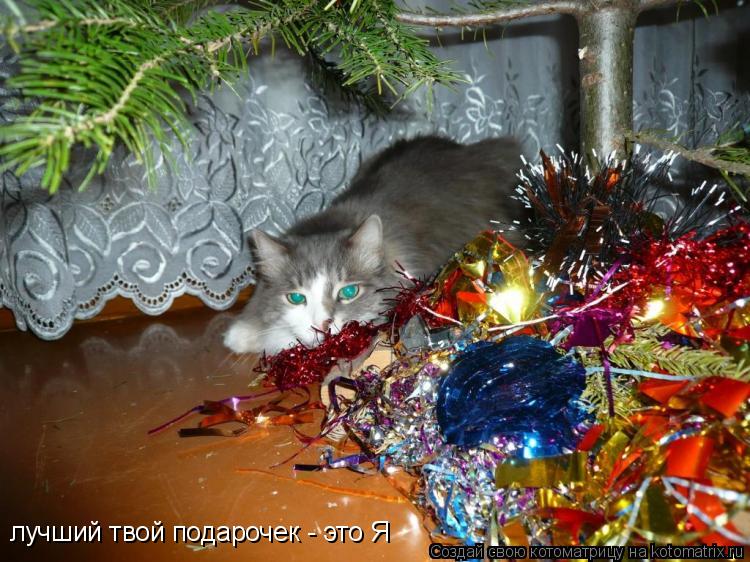 Котоматрица: лучший твой подарочек - это Я