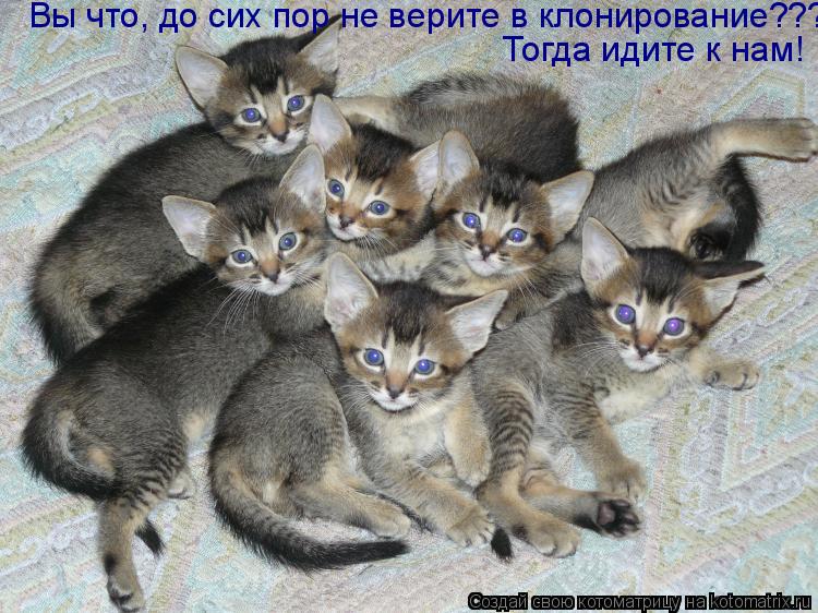 Котоматрица: Вы что, до сих пор не верите в клонирование??? Тогда идите к нам!