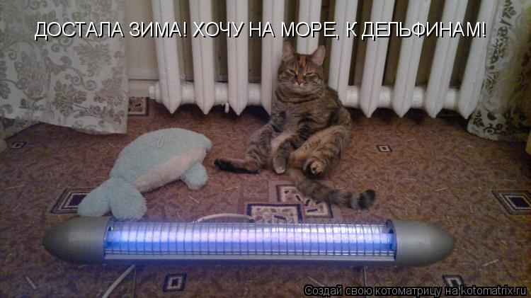 Котоматрица: ДОСТАЛА ЗИМА! ХОЧУ НА МОРЕ, К ДЕЛЬФИНАМ!
