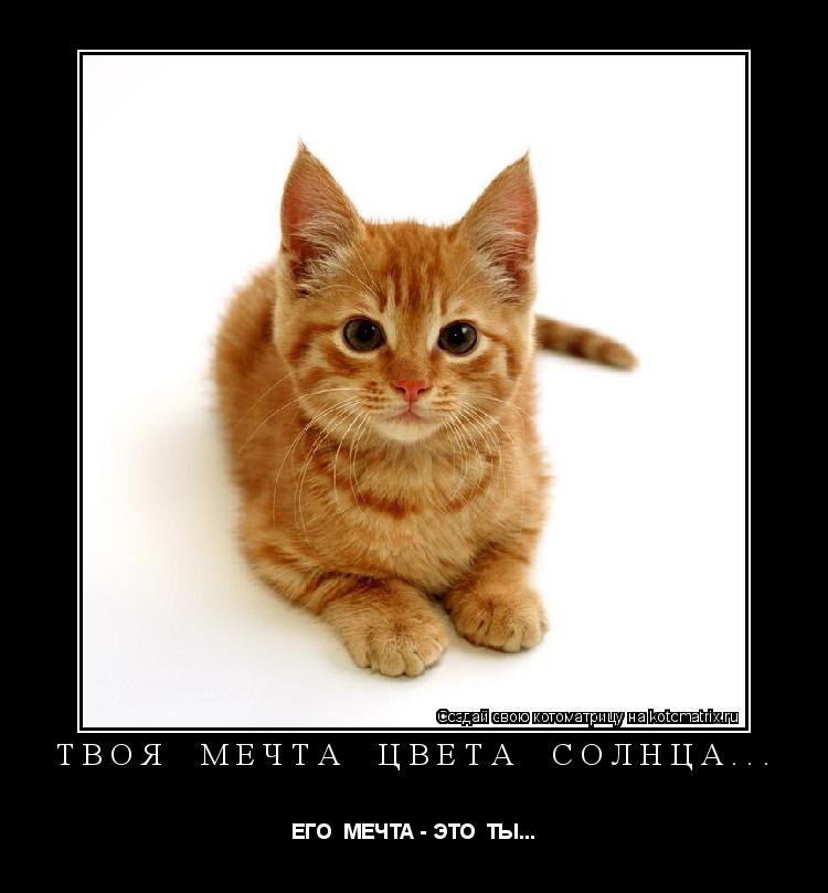ТВОЯ МЕЧТА ЦВЕТА СОЛНЦА... ЕГО МЕЧТА - ЭТО ТЫ...... Котоматрица: ТВОЯ МЕЧТА ЦВЕТА СОЛНЦА... ЕГО МЕЧТА - ЭТО ТЫ...