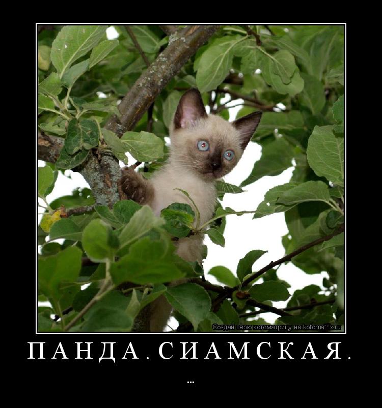 Котоматрица: Панда.Сиамская. ...