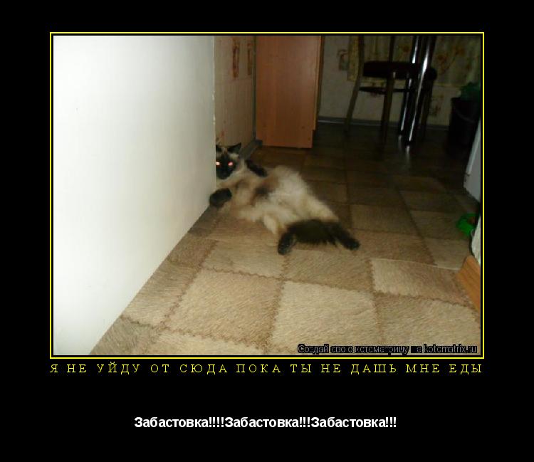 Я не уйду от сюда пока ты не дашь мне еды Забастовка!!!!Забастовка!!!Забастовка!!!... Котоматрица: Я не уйду от сюда пока ты не дашь мне еды Забастовка!!!!Забастовка!!!Забастовка!!!
