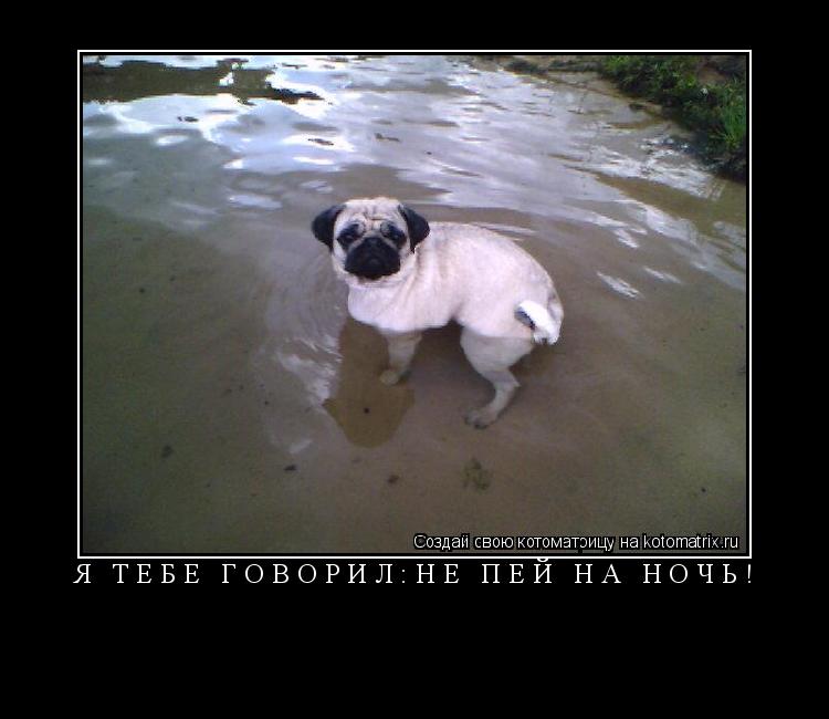 Котоматрица: Я тебе говорил:не пей на ночь! 