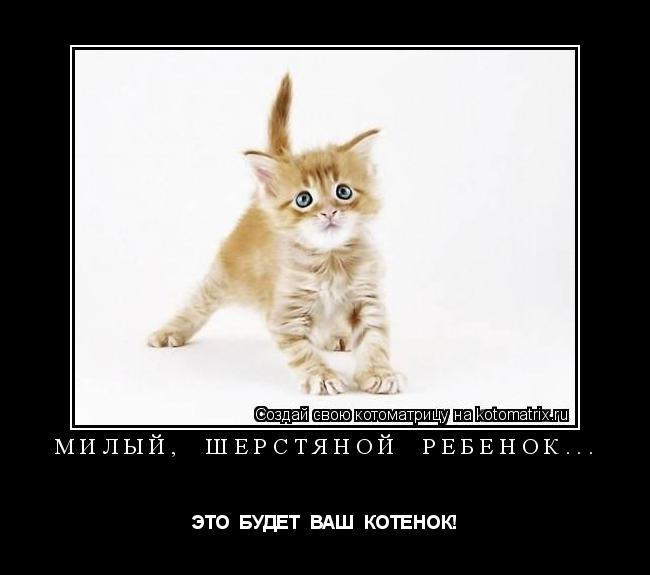 Котоматрица: МИЛЫЙ,  ШЕРСТЯНОЙ  РЕБЕНОК... ЭТО  БУДЕТ  ВАШ  КОТЕНОК!