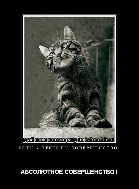 Котоматрица: КОТЫ - ПРИРОДЫ СОВЕРШЕНСТВО! АБСОЛЮТНОЕ СОВЕРШЕНСТВО !