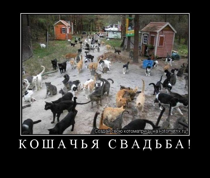 Кошачья свадьба! ... Котоматрица: Кошачья свадьба!