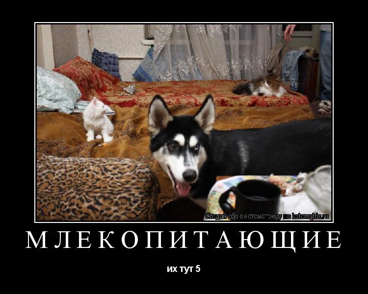 Котоматрица: млекопитающие  их тут 5