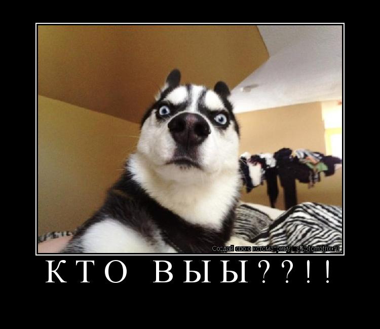 Котоматрица: Кто выы??!! 