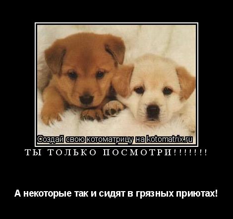 ТЫ ТОЛЬКО ПОСМОТРИ!!!!!!! А некоторые так и сидят в грязных приютах!... Котоматрица: ТЫ ТОЛЬКО ПОСМОТРИ!!!!!!! А некоторые так и сидят в грязных приютах!