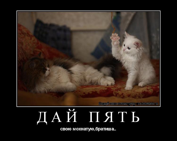 Котоматрица: дай пять свою мохнатую,братиша..