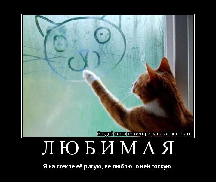Котоматрица: Любимая Я на стекле её рисую, её люблю, о ней тоскую.