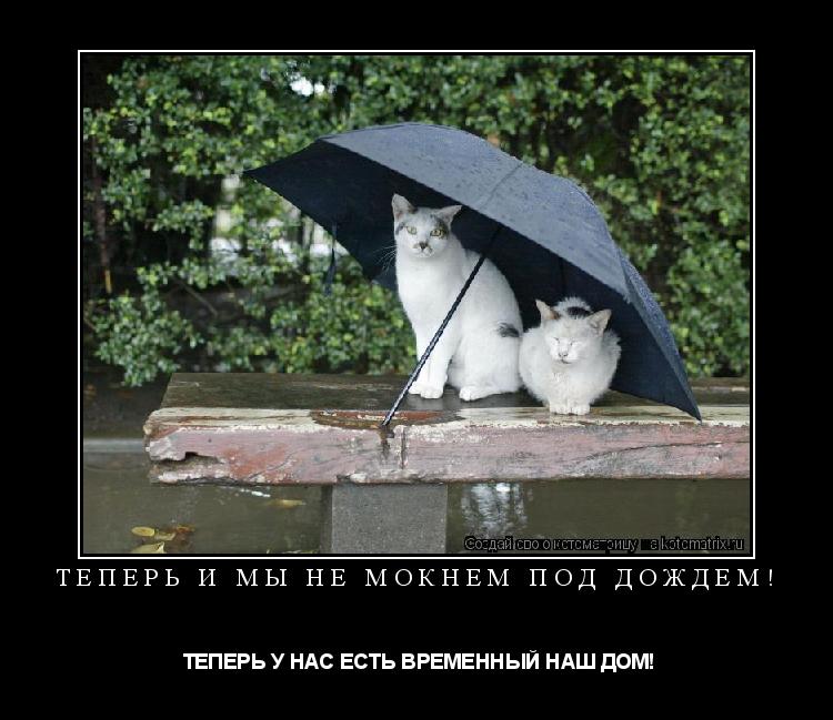Котоматрица: ТЕПЕРЬ И МЫ НЕ МОКНЕМ ПОД ДОЖДЕМ!  ТЕПЕРЬ У НАС ЕСТЬ ВРЕМЕННЫЙ НАШ ДОМ!