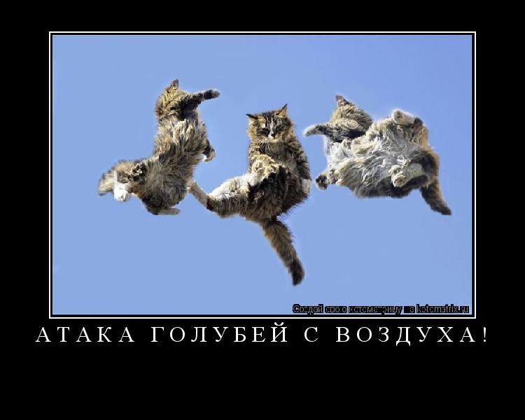 Котоматрица: Атака голубей с воздуха! 