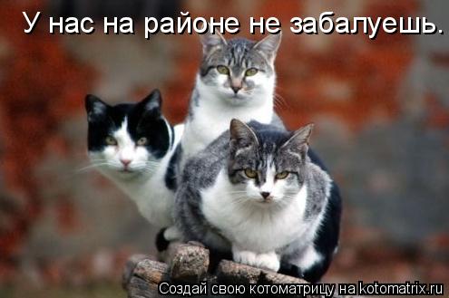 Котоматрица: У нас на районе не забалуешь.