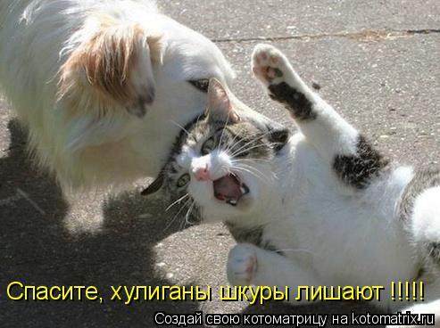 Котоматрица: Спасите, хулиганы шкуры лишают !!!!!