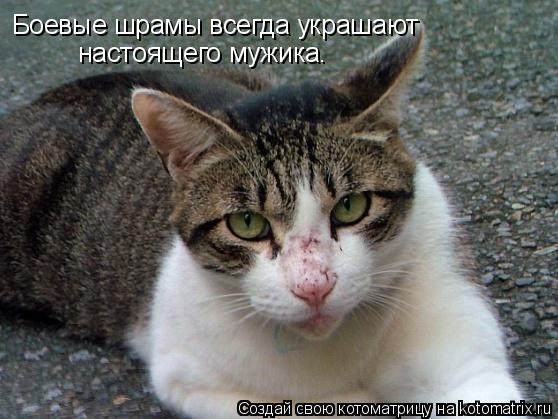 Котоматрица: Боевые шрамы всегда украшают  настоящего мужика.