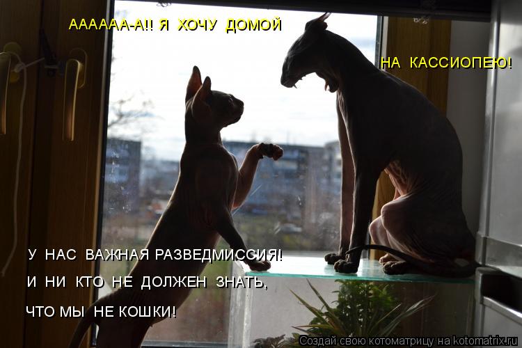 Котоматрица: ЧТО МЫ  НЕ КОШКИ! НА  КАССИОПЕЮ! АААААА-А!! Я  ХОЧУ  ДОМОЙ У  НАС  ВАЖНАЯ РАЗВЕДМИССИЯ!  И  НИ  КТО  НЕ  ДОЛЖЕН  ЗНАТЬ,