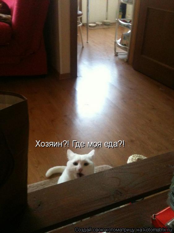 Котоматрица: Хозяин?! Где моя еда?!