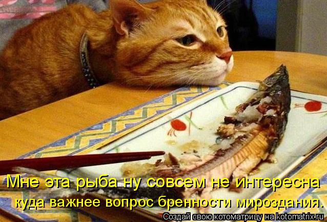 Котоматрица: Мне эта рыба ну совсем не интересна куда важнее вопрос бренности мироздания.