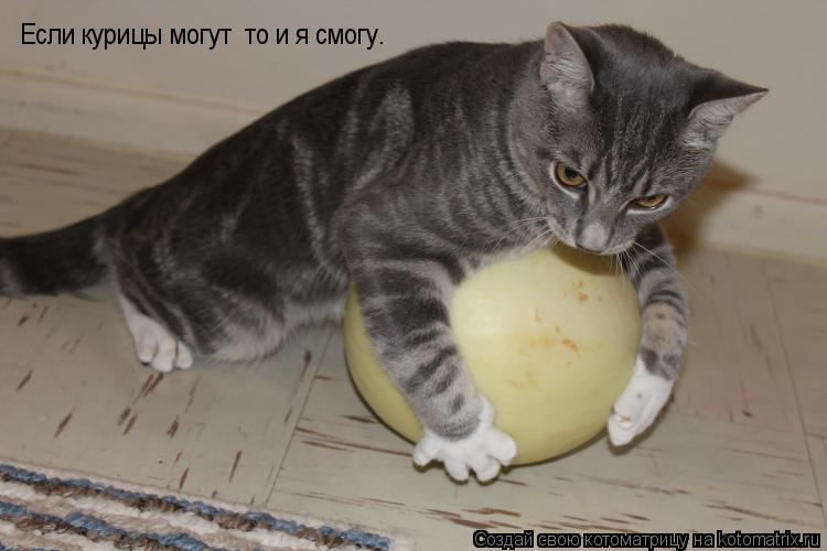 Котоматрица: Если курицы могут  то и я смогу.