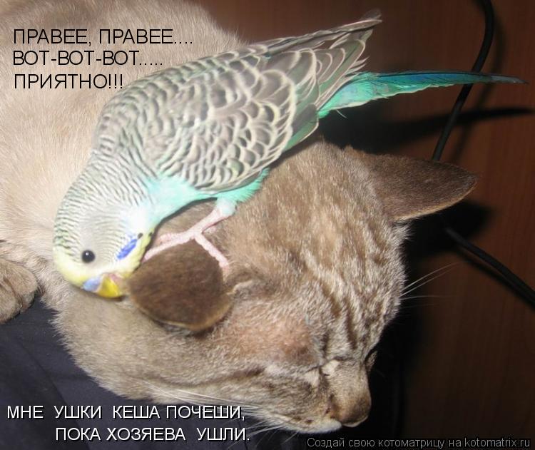 Котоматрица: ПРАВЕЕ, ПРАВЕЕ.... ВОТ-ВОТ-ВОТ..... ПРИЯТНО!!! МНЕ  УШКИ  КЕША ПОЧЕШИ, ПОКА ХОЗЯЕВА  УШЛИ.