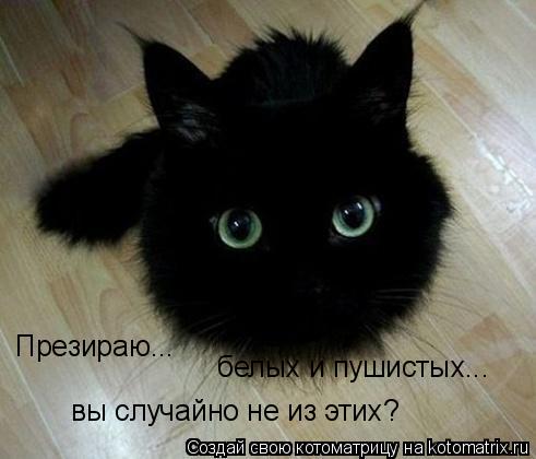 Котоматрица: Презираю... белых и пушистых... вы случайно не из этих?