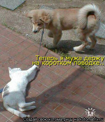 Котоматрица: Теперь я мужа держу  на коротком поводке...
