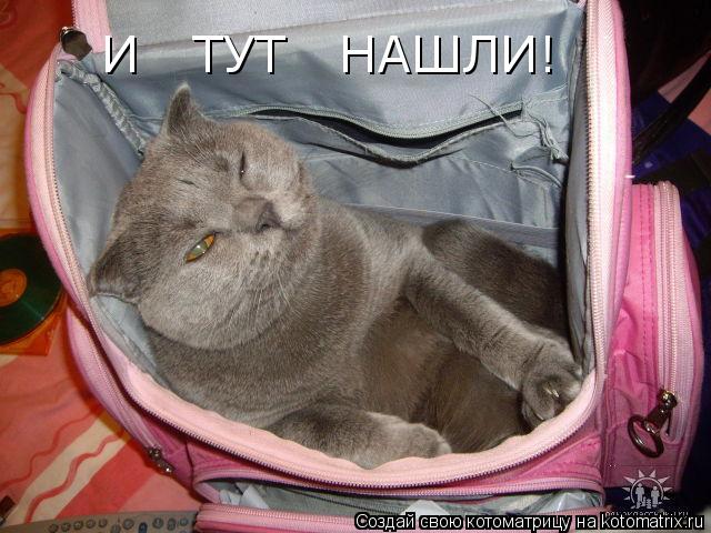 Котоматрица: И   ТУТ   НАШЛИ!