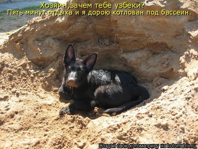 Котоматрица: Хозяин,зачем тебе узбеки? Пять минут отдыха и я дорою котлован под бассеин.