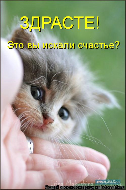 Котоматрица: Это вы искали счастье? ЗДРАСТЕ!